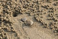 Ghost crab making sand balls on the beach. Small crab digging ho Royalty Free Stock Photo