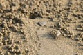 Ghost crab making sand balls on the beach. Small crab digging ho Royalty Free Stock Photo