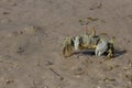 Ghost crab, Mozambique