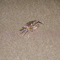 A ghost crab at night on a sandy beach