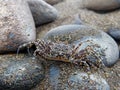 Ghost crab Ocypode occidentalis from Dominical, Costa Rica Royalty Free Stock Photo