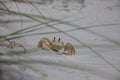 Ghost Crab (Ocypode quadrata) Royalty Free Stock Photo