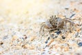 Ghost Crab Ocypode quadrata Royalty Free Stock Photo