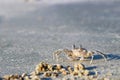 Ghost Crab Ocypode quadrata Royalty Free Stock Photo