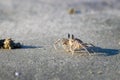 Ghost Crab Ocypode quadrata Royalty Free Stock Photo