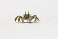 Ghost Crab (Ocypode quadrata) Royalty Free Stock Photo