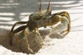 Ghost Crab (Ocypode quadrata) Royalty Free Stock Photo