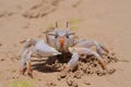 Ghost crab (Ocypode ryderi) on the beach Royalty Free Stock Photo