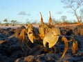 Ghost crab on rocks, Mozambique, southern Africa