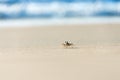 Ghost crab running on the beach