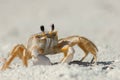 A ghost crab in the sand along Wiggins Pass, Florida. Royalty Free Stock Photo