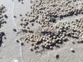 Ghost crab with sand balls Royalty Free Stock Photo