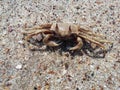 Ghost crab on sandy beach Royalty Free Stock Photo