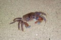 Ghost Crab on sandy beach Royalty Free Stock Photo