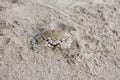 The ghost crab on the sandy beach. Royalty Free Stock Photo