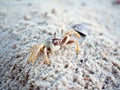 Ghost crab on sandy beach Royalty Free Stock Photo