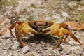 Ghost crab sitting on the ground, New Caledonia