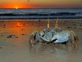 Ghost crab at sunset Royalty Free Stock Photo