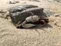 Horn-eyed ghost crab on the sand beach Royalty Free Stock Photo