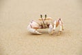 Ghost Crabs Royalty Free Stock Photo