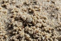 Ghost crabs. Royalty Free Stock Photo