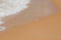 Ghost crabs on the beach Royalty Free Stock Photo
