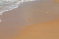 Ghost crabs on the beach Royalty Free Stock Photo