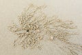 Ghost crabs digging sand balls Royalty Free Stock Photo