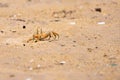 Ghost crab. Angola.