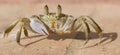 Ghost crabs are semiterrestrial crabs subfamily Ocypodinae. Royalty Free Stock Photo