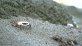 Ghost crabs waving their arms at the beach