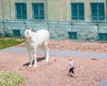 The Ghost of the Dinaburg fortress is a white horse. She turned her head to the girl passing by