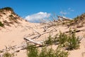 Ghost Forest of Sleeping Bear Dunes Royalty Free Stock Photo