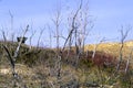 Ghost Forest at Sleeping Bear Dunes   37225 Royalty Free Stock Photo