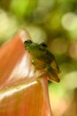 Ghost Glass Frog. Found in Costa Rica