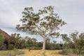 The Ghost Gum: big tree with white trunk contrasting with green vegetation and surrounding landscape. This tree shows high fire Royalty Free Stock Photo