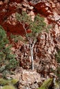 Ghost Gum (Corymbia aparrerinja) Royalty Free Stock Photo