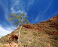 Ghost Gum (Corymbia aparrerinja) Royalty Free Stock Photo