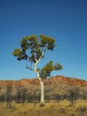 Ghost Gum in outback central Australia Royalty Free Stock Photo