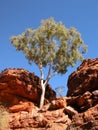 Ghost Gum Tree Royalty Free Stock Photo