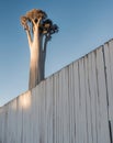 Ghost gum tree alongside a white wooden fence. Royalty Free Stock Photo