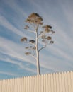 Ghost gum tree alongside a white wooden fence. Royalty Free Stock Photo