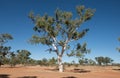 Ghost gum tree in the desert. Royalty Free Stock Photo
