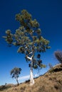 Ghost Gum Tree Royalty Free Stock Photo