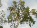 Ghost Gum tree looking up towards the tropical blue sky. Darwin, Australia. Royalty Free Stock Photo