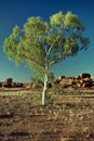 Ghost gum tree Northern Territory Australia Royalty Free Stock Photo