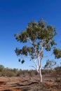 Ghost Gum tree in outback Queensland, Australia Royalty Free Stock Photo