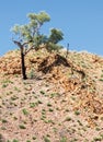 Ghost gum Tree in West Mac ranges Royalty Free Stock Photo