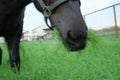 Ghost Horse Royalty Free Stock Photo