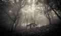 Ghost house in the misty forest